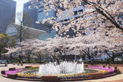 日比谷公園桜.jpg